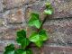 The Last Leaf by O. Henry Short Story Intermediate English Reading Language Avenue
