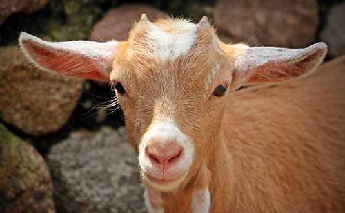 An easy story for beginning ESL students called The Silly Billies