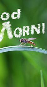 Play Good Morning, Ann! Vocabulary Game for English Learners ESL on Language Avenue