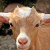 A reading comprehension quiz with answers for a Basic ESL short story called The Silly Billies