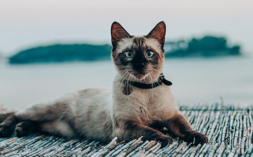 An easy story for beginning ESL students called The Good Idea