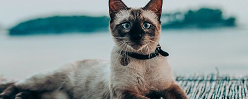 An easy story for beginning ESL students called The Good Idea