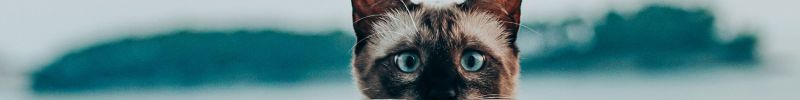 A reading comprehension quiz with answers for a Basic ESL short story called The Good Idea