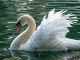 English Tongue Twisters Sounds SW and Short Vowels