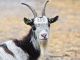The Lion and the Goat Indian Tale Short Story Intermediate English Reading Language Avenue