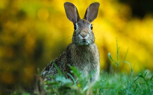 Brother Rabbit and the Tar Baby Folk Tale Short Story Intermediate English Reading Language Avenue