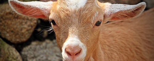 An easy story for beginning ESL students called The Silly Billies