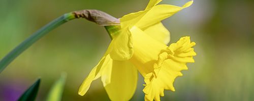 Narcissus Greek Myth Intermediate Reading Short Stories Language Avenue