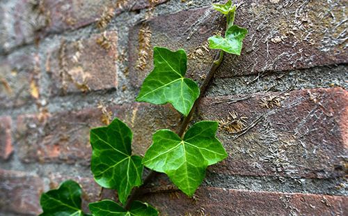 The Last Leaf by O. Henry Short Story Intermediate English Reading Language Avenue