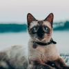 A reading comprehension quiz with answers for a Basic ESL short story called The Good Idea